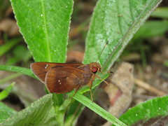 Decinea decinea derisor