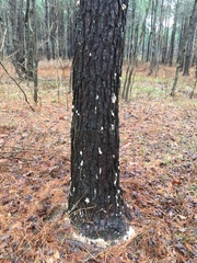 Dendroctonus terebrans