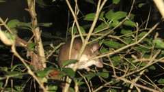 Ototylomys phyllotis