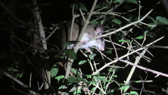 Ototylomys phyllotis