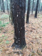 Dendroctonus terebrans