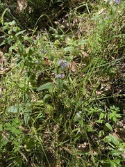 Mentha laxiflora