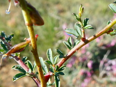 Wiborgia tenuifolia