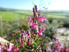 Wiborgia tenuifolia