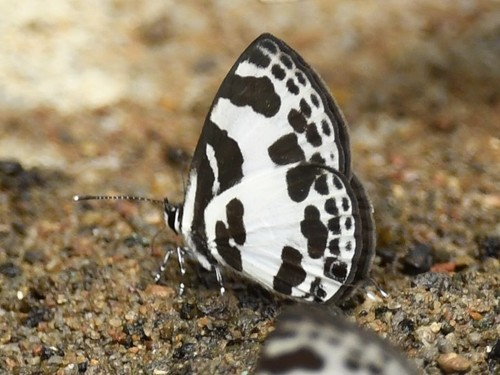 Banded Blue Pierrot