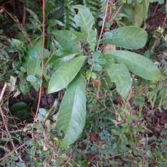 Psychotria asiatica