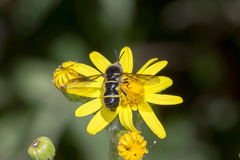 Leucopsina burnsi