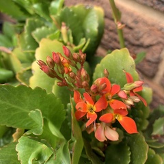 Kalanchoe crundallii