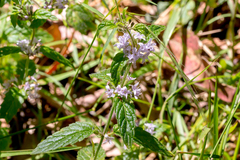 Mentha laxiflora