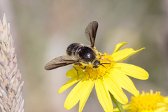 Leucopsina burnsi