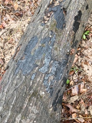 Biscogniauxia mediterranea