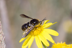 Leucopsina burnsi