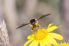 Leucopsina burnsi