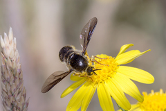 Leucopsina burnsi