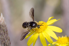 Leucopsina burnsi