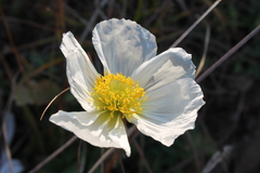 Papaver sokolovskajae