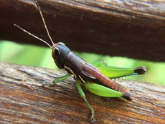 Methiolopsis geniculata