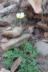 Papaver sokolovskajae
