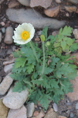 Papaver sokolovskajae
