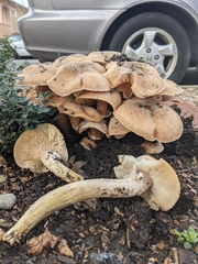 Agaricales