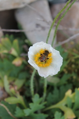 Papaver sokolovskajae