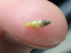 Paropeas achatinaceum