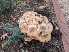 Agaricales