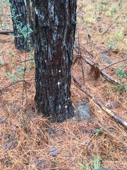 Dendroctonus terebrans