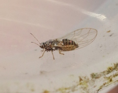 Bactericera cockerelli