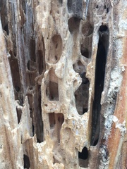 Camponotus herculeanus