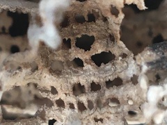 Camponotus herculeanus