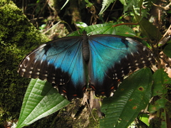 Morpho helenor corydon
