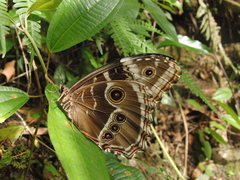 Morpho helenor corydon