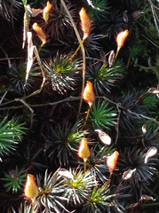 Dawsonia