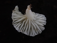 Lactifluus genevieveae