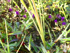 Gladiolus vandermerwei