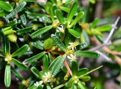 Pseudanthus orientalis