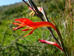 Gladiolus vandermerwei