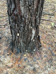 Dendroctonus terebrans