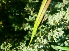 Gladiolus vandermerwei