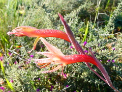 Gladiolus vandermerwei