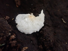 Lactifluus genevieveae
