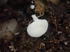 Lactifluus genevieveae