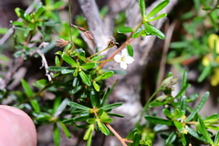 Pseudanthus orientalis