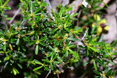 Pseudanthus orientalis