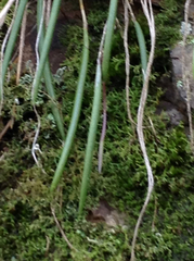 Dendrobium striolatum