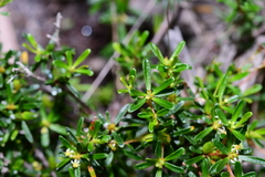 Pseudanthus orientalis