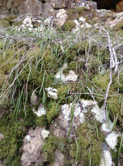 Dendrobium striolatum