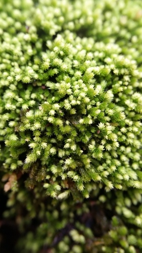 Claopodium rostratum