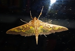 Diacme elealis